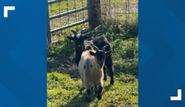 Two goats found near University Boulevard 'impounded' by Jacksonville officers