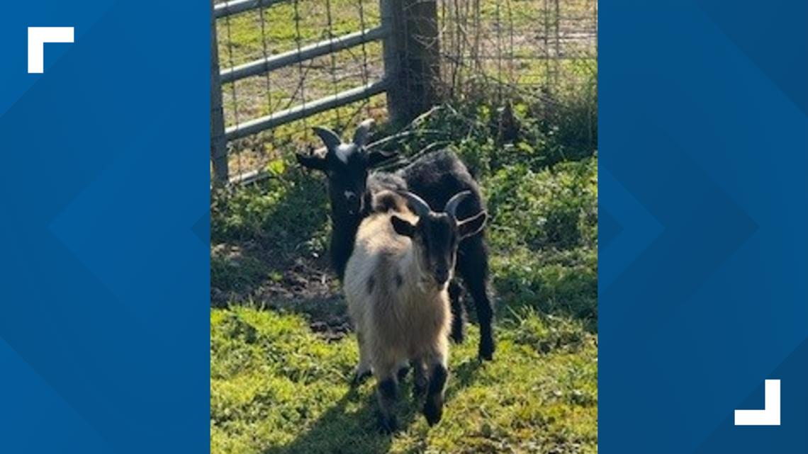 Two goats found near University Boulevard 'impounded' by Jacksonville officers