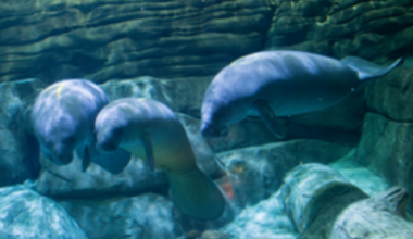 Three former Cincinnati Zoo manatees returned to Florida waters after rehab