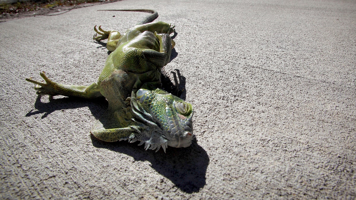 A cold-stunned iguana is seen on pavement.