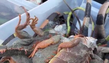Cold-stunned iguanas flood Florida drop-off locations amid cold snap
