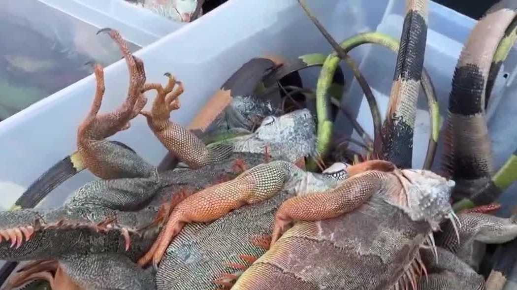 Cold-stunned iguanas flood Florida drop-off locations amid cold snap