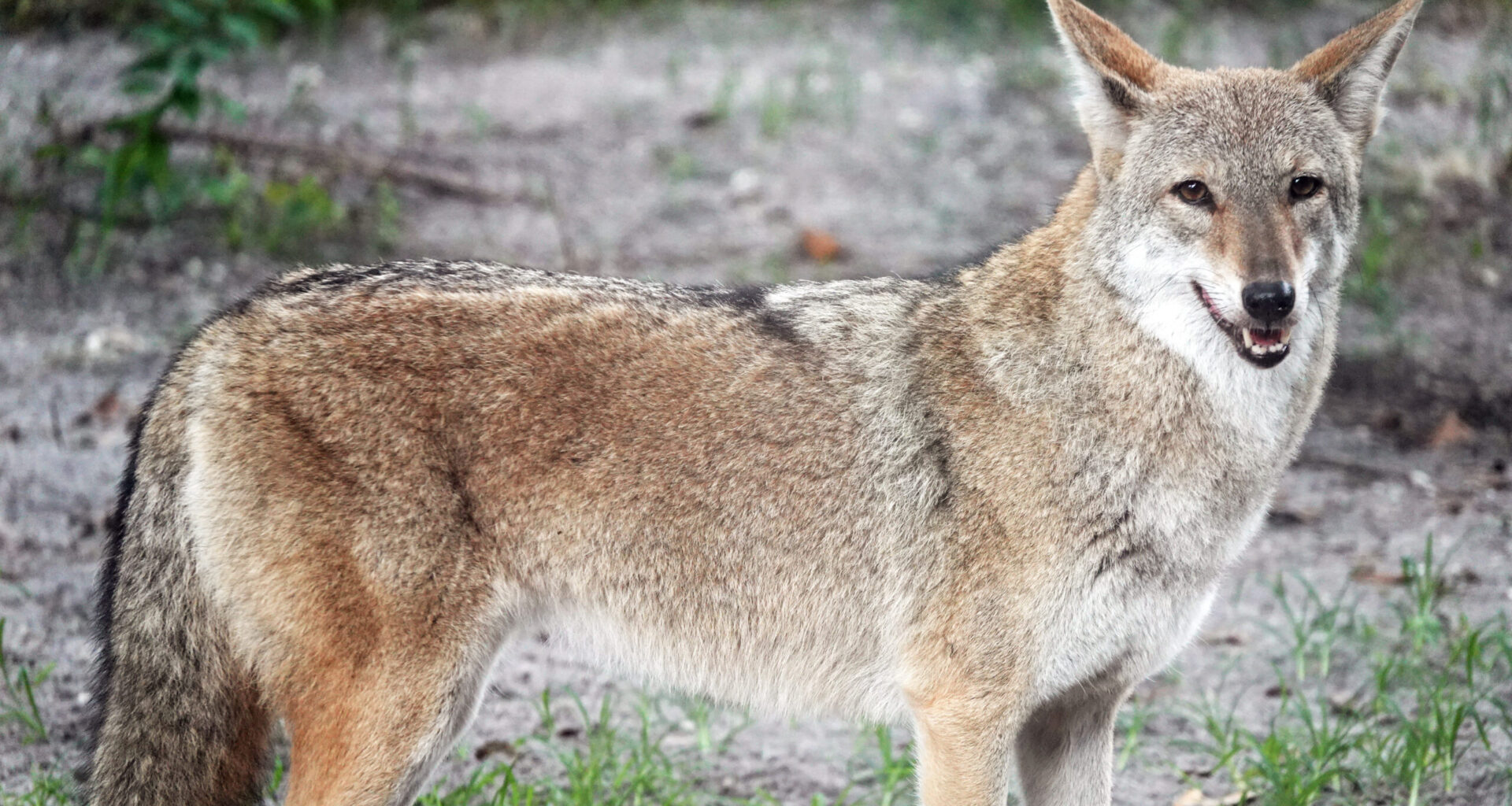 Prowling on the pavement - Florida Weekly