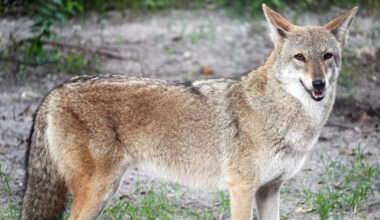 Prowling on the pavement - Florida Weekly