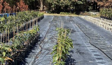 Florida nursery owner hurting from recent freeze, bracing for another