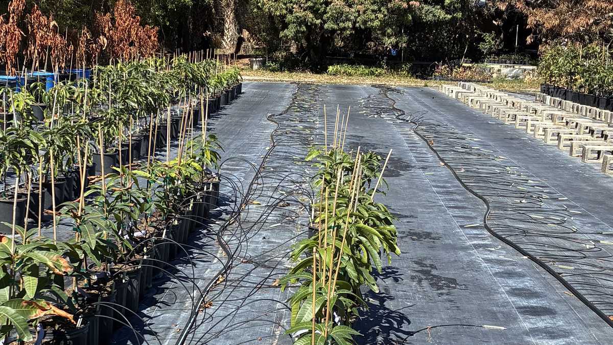 Florida nursery owner hurting from recent freeze, bracing for another