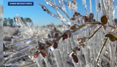 Florida grower anticipates thousands of lay offs after freeze