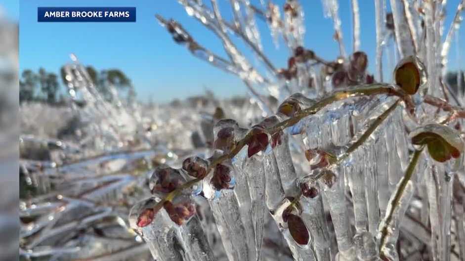 Florida grower anticipates thousands of lay offs after freeze