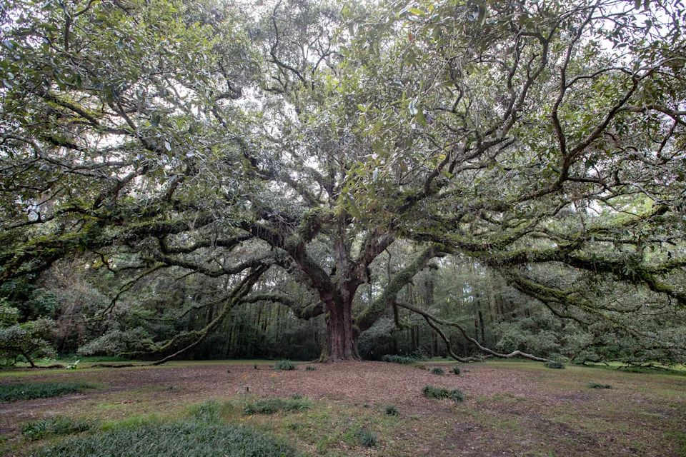 The famous Live Oak tree at Lichgate on High Road seen Monday, Oct. 25, 2021.