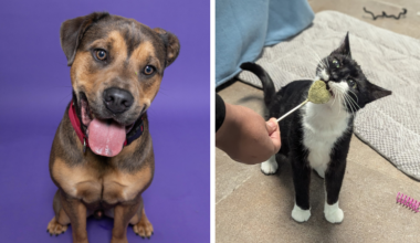 Broward County Animal Care Highlights Derek and Momma Cat in Weekly Adoption Spotlight – Parkland Talk