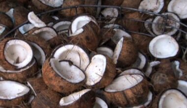 Hollywood residents alerted to coconut thief targeting palm trees