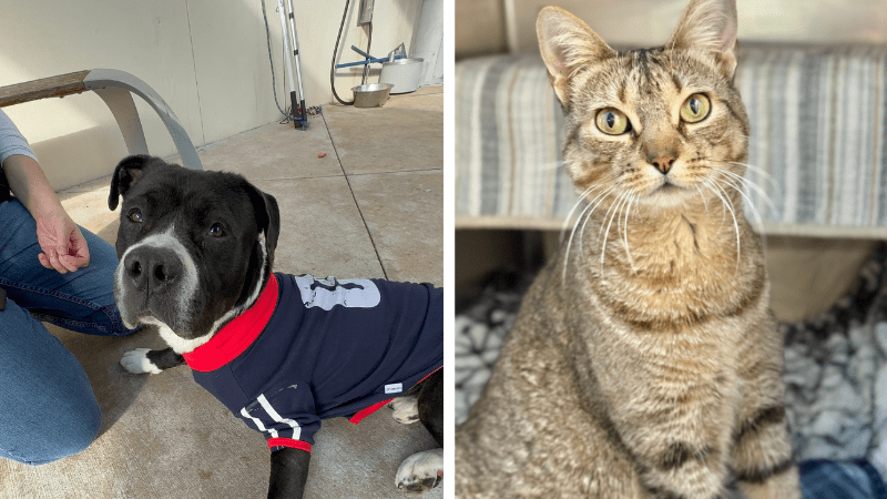 Dogma and Olac Seek Loving Homes at Broward County Animal Care • Coral Springs Talk
