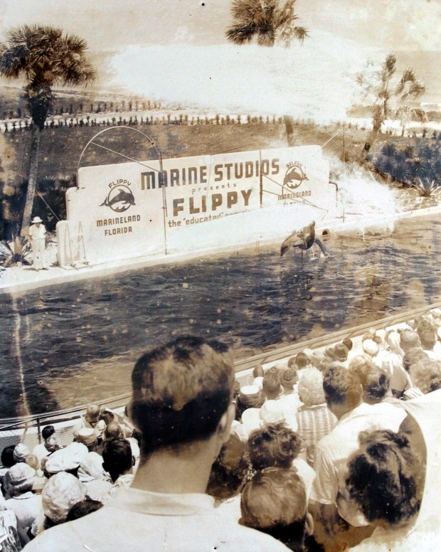 Marineland of Florida near St. Augustine displays photos of its history as the oldest marine attraction in the country. In this 1960s photo a crowd enjoys a performance by Flippy the trained dolphin. (Courtesy Marineland) 