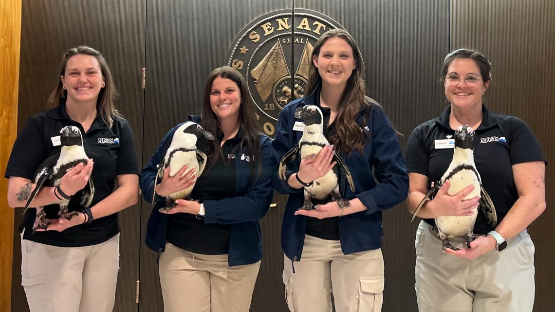 Florida Aquarium penguins visit state capitol to push for storm protection, reef restoration funding