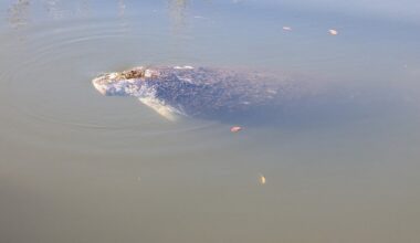 Marine units rescue injured manatee in Venice, to recover at ZooTampa