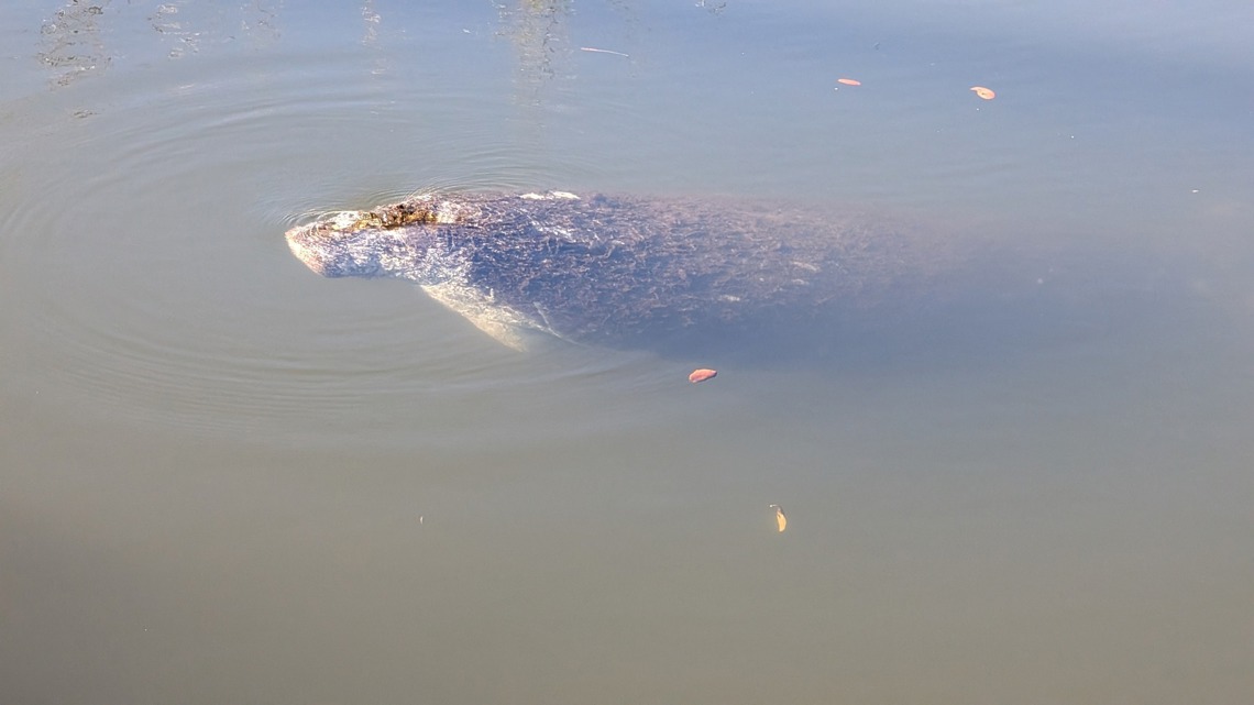 Marine units rescue injured manatee in Venice, to recover at ZooTampa