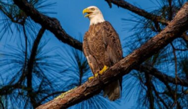 Free admission at Florida State Parks for Presidents' Day: Where you can visit in the Tampa Bay-area