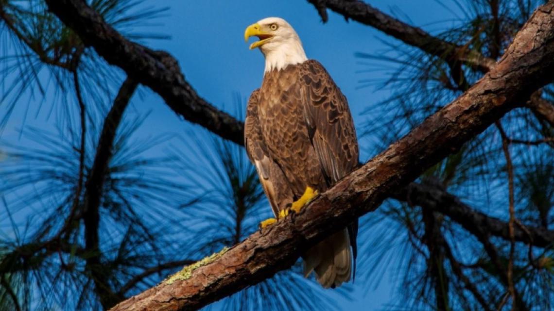 Free admission at Florida State Parks for Presidents' Day: Where you can visit in the Tampa Bay-area