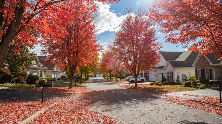 Red-leaf maple trees on a quiet residential street in Easton, Pennsylvania