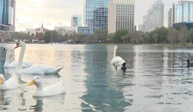 City reviewing swan safety after avian flu outbreak at Lake Eola
