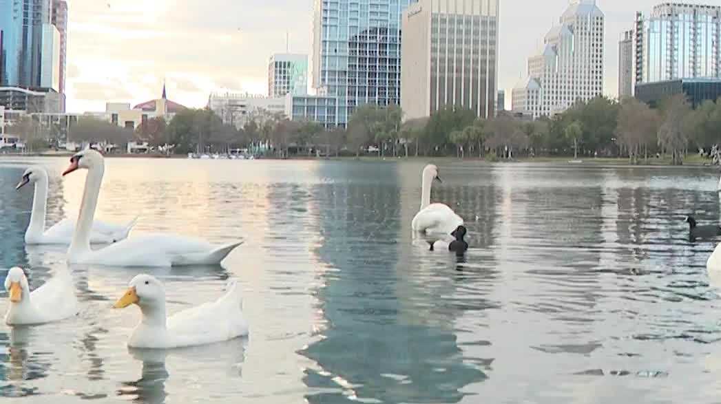 City reviewing swan safety after avian flu outbreak at Lake Eola