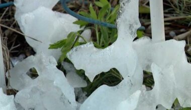 Central Florida citrus farmers assess impacts of prolonged cold temperatures