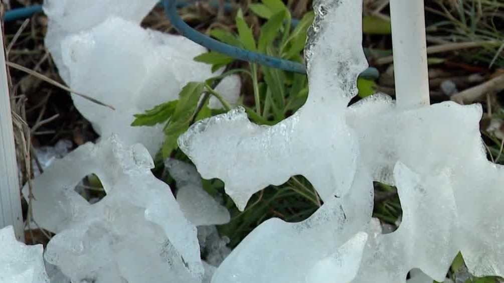 Central Florida citrus farmers assess impacts of prolonged cold temperatures