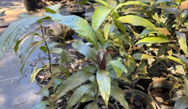 South Florida farmers assess crop damage after hard freeze
