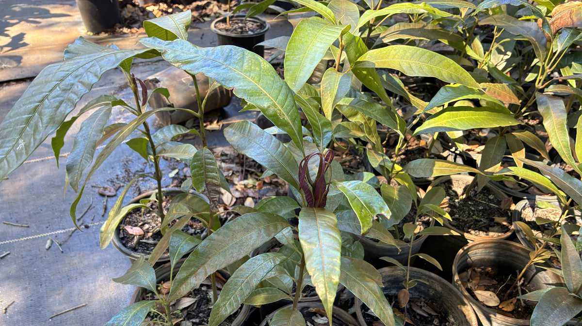 South Florida farmers assess crop damage after hard freeze