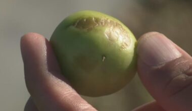 South Florida farmers warn that freezing temperatures could lead to higher prices in the market as they brace for crop losses