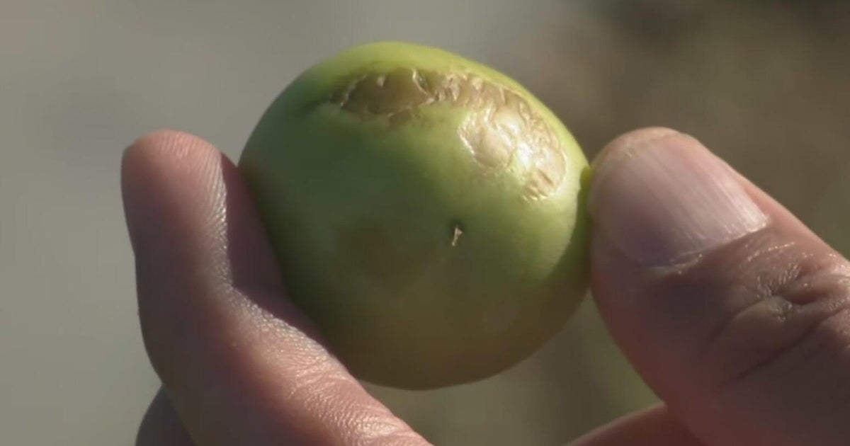 South Florida farmers warn that freezing temperatures could lead to higher prices in the market as they brace for crop losses