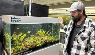 Tropical fish farms struggle in unseasonably cold temperatures in Tampa Bay area: 'We might have some losses'