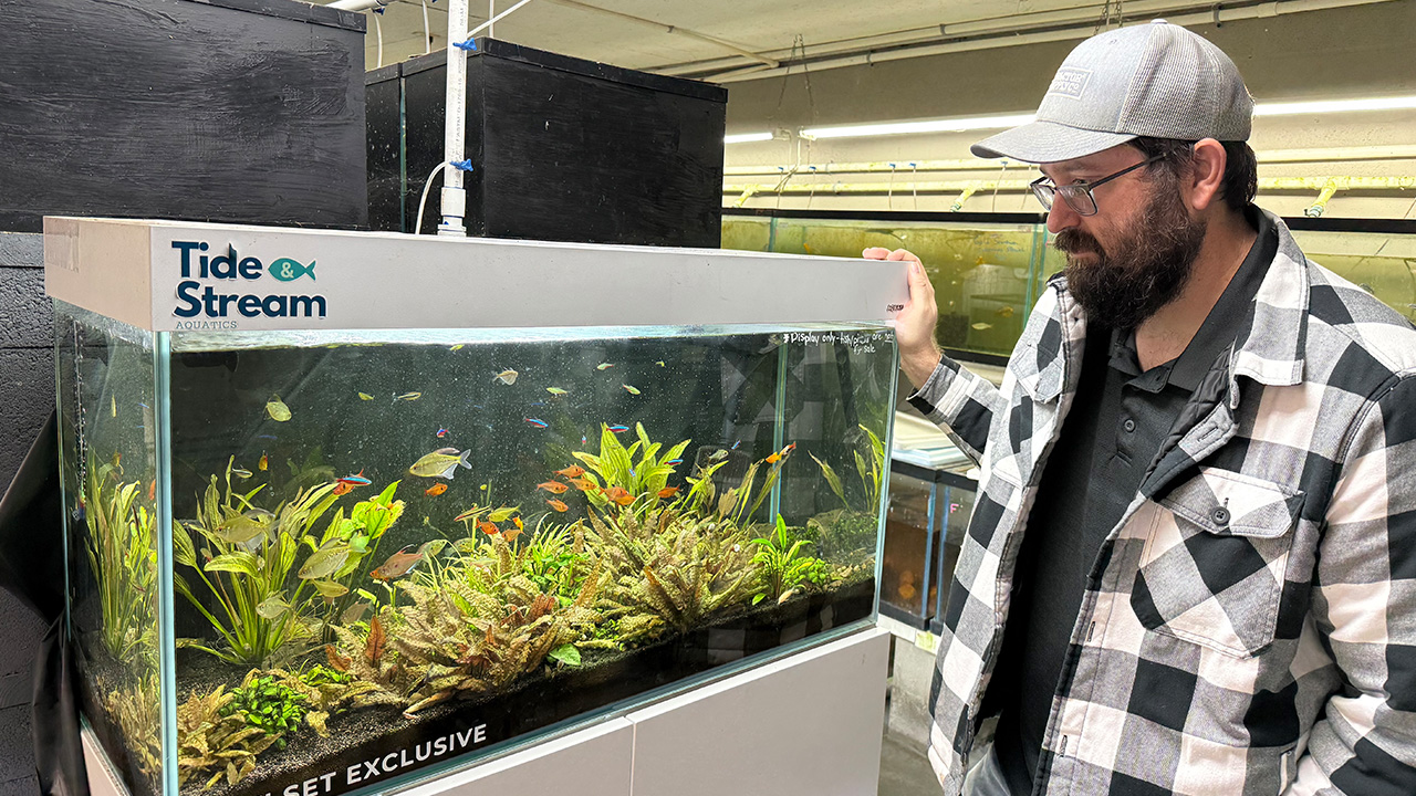 Tropical fish farms struggle in unseasonably cold temperatures in Tampa Bay area: 'We might have some losses'