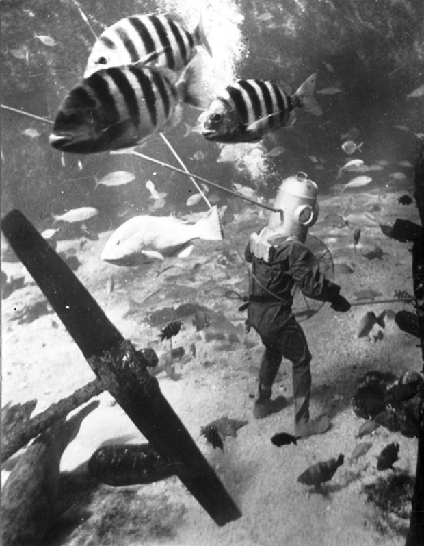 A diver walks among numerous fish at Marine Studios (later Marineland) in 1946. A survivor from the pre-Disney era of Florida roadside attractions began as an underwater movie studio. (Courtesy Florida State Archives)