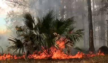 Florida fire danger spikes as 'Extreme Drought' reaches 25-year high