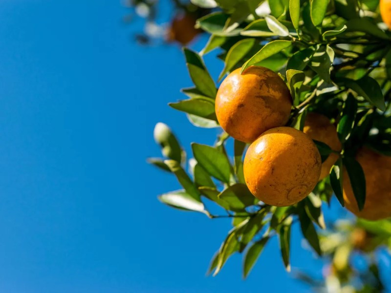 Recent freezes cause more than $3 billion in Florida agriculture losses