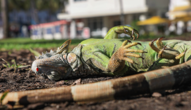 Florida euthanizes 5,195 frozen iguanas