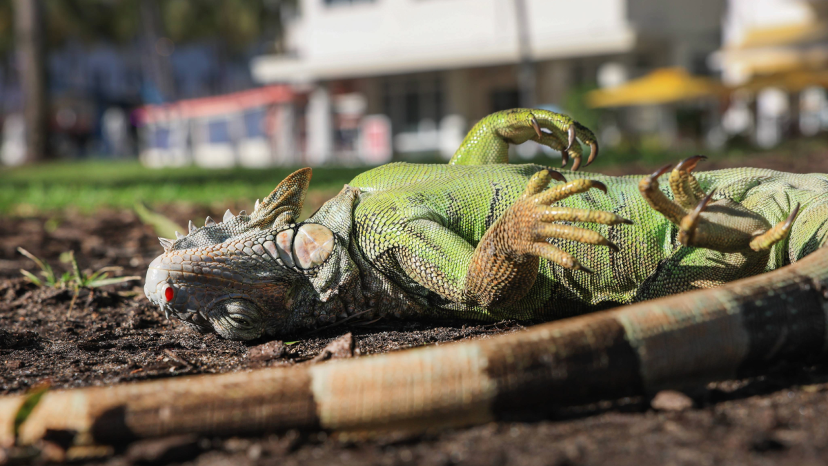 Florida euthanizes 5,195 frozen iguanas