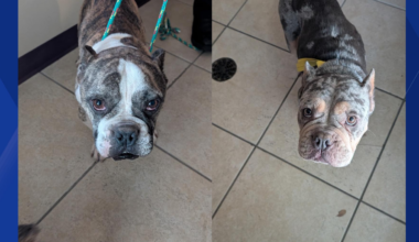 Cape Coral Fire Department searches for owner of 2 lost dogs