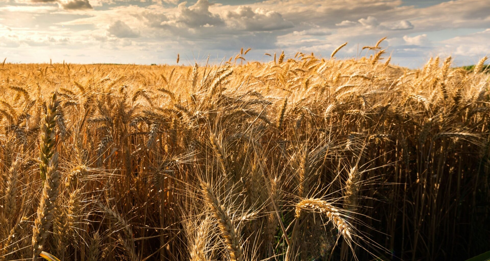 Florida tests show pesticide in popular breads