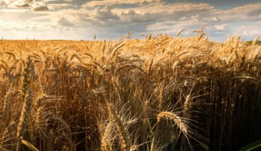 Florida tests show pesticide in popular breads