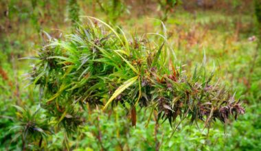 Volunteers needed for Casselberry's park restoration event