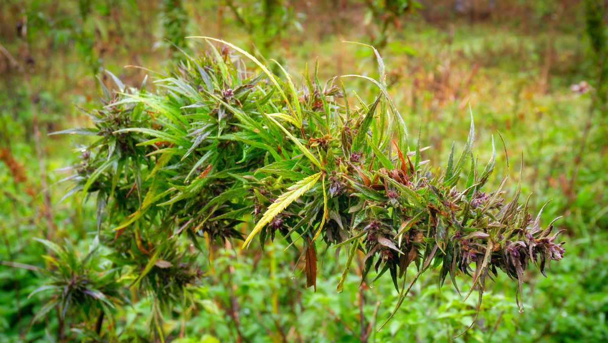 Volunteers needed for Casselberry's park restoration event