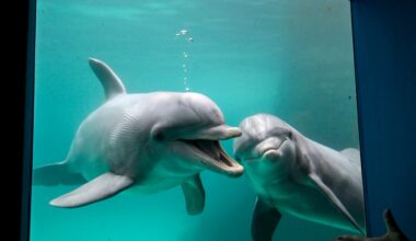 Marquette Women’s Lacrosse Preview: at Jacksonville Dolphins