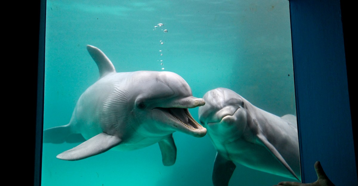 Marquette Women’s Lacrosse Preview: at Jacksonville Dolphins