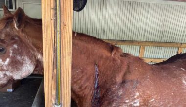 Martin County sheriff responds to horse being shot