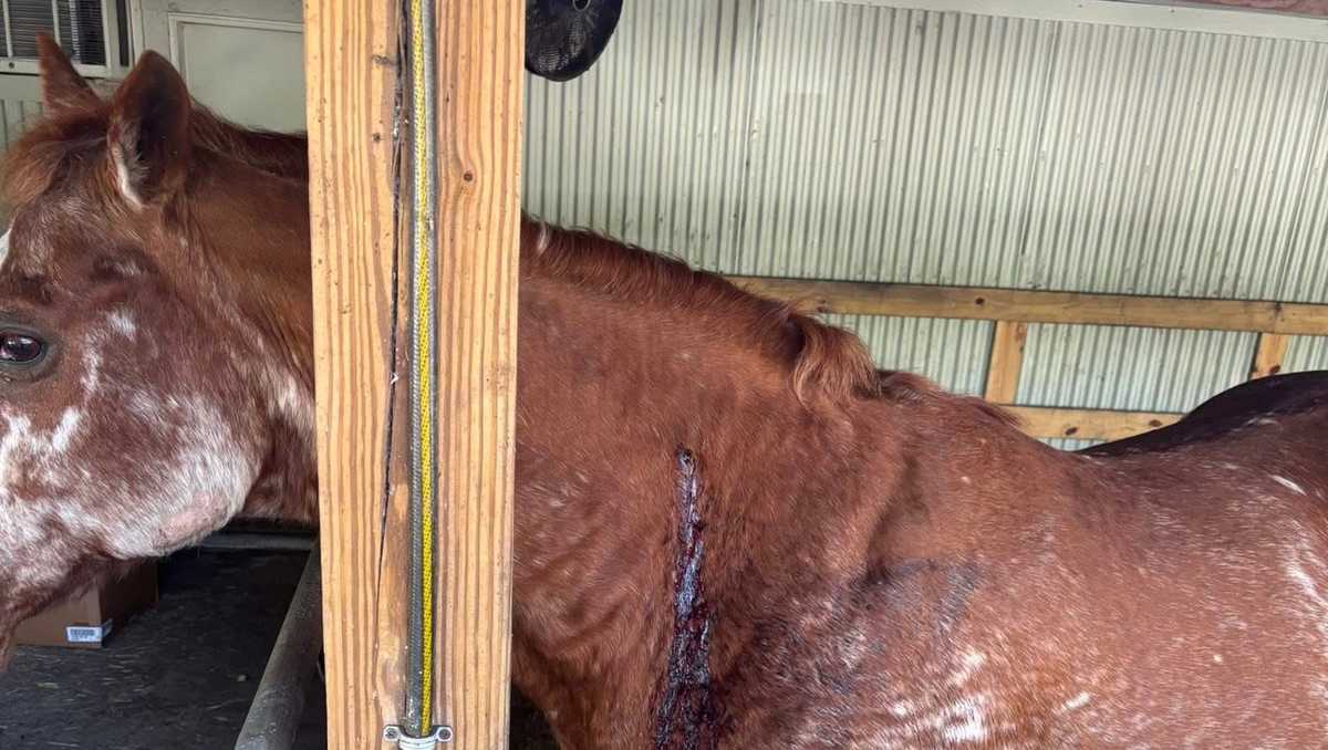 Martin County sheriff responds to horse being shot