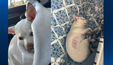 Rowena Park Residents Warned as Coyotes Target Pets in Orlando Neighborhood