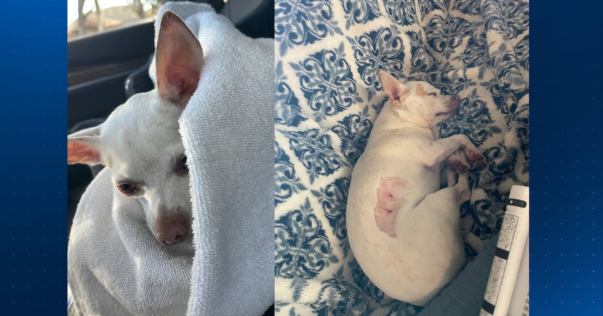 Rowena Park Residents Warned as Coyotes Target Pets in Orlando Neighborhood