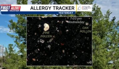 Oak pollen has arrived in the area, First Alert Allergy Tracker shows – Action News Jax